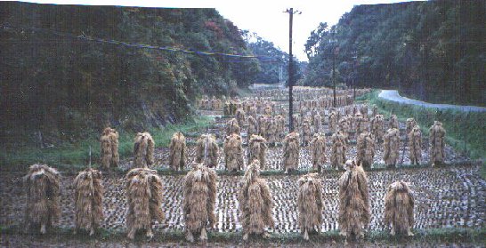 Rice field after the harvest